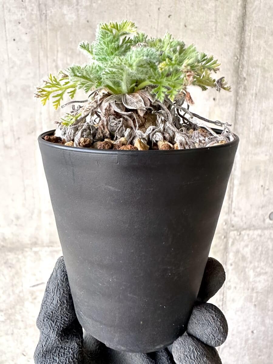 Amazon｜【現品限り】ペラルゴニウム・アッペンディクラツム【O57